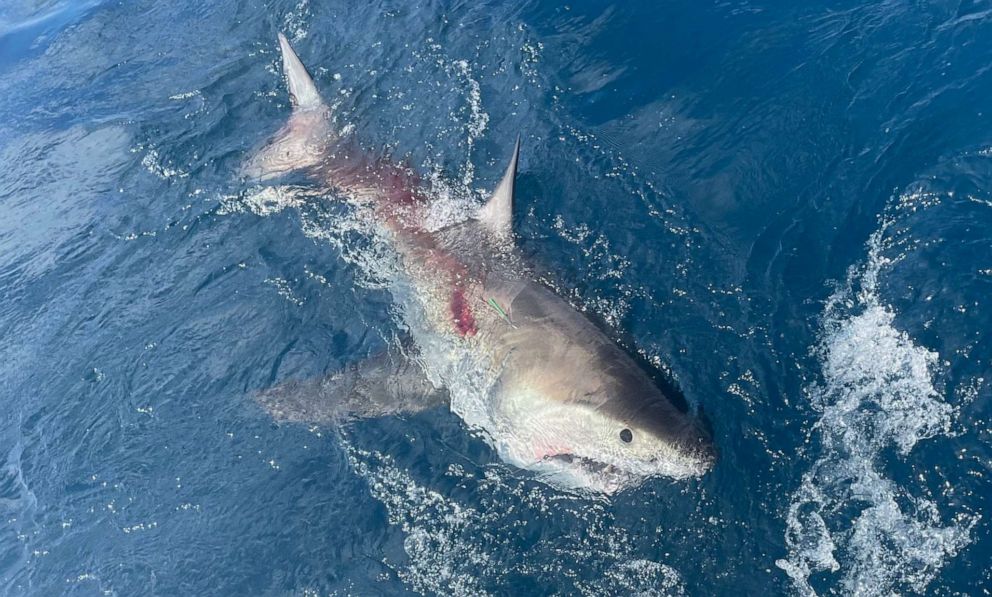 12-летний мальчик поймал 300-килограммовую акулу