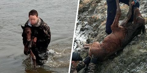 В Бурятии 15-летний мальчик спас тонущего жеребенка