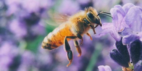 Рой домашних пчел напал на двух детей в Башкирии