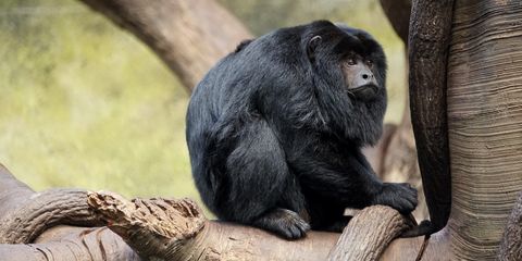 Дикая обезьяна напала на младенца в Танзании