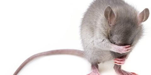Японские ученые добились потомства от двух самцов мыши