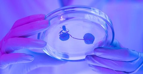 Наночастицы для безопасного лечения беременных — теперь реальность