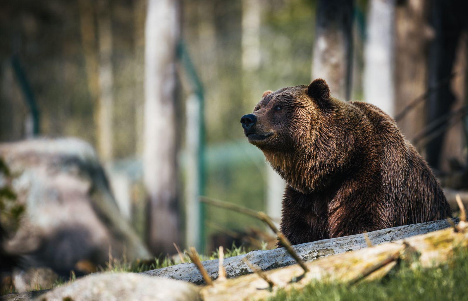 Медведь спас трехлетнего мальчика в лесу! И другие невероятные истории спасения детей животными