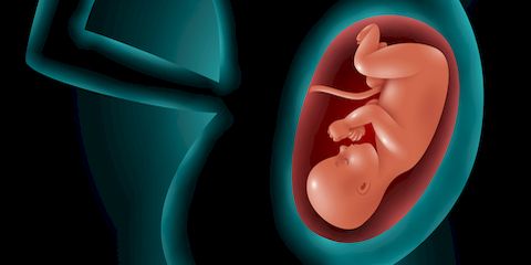 Что происходит с органами беременной женщины по мере роста ребенка?