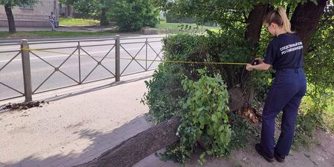 Под деревом не стоять! В Калининградской области пострадал ребенок
