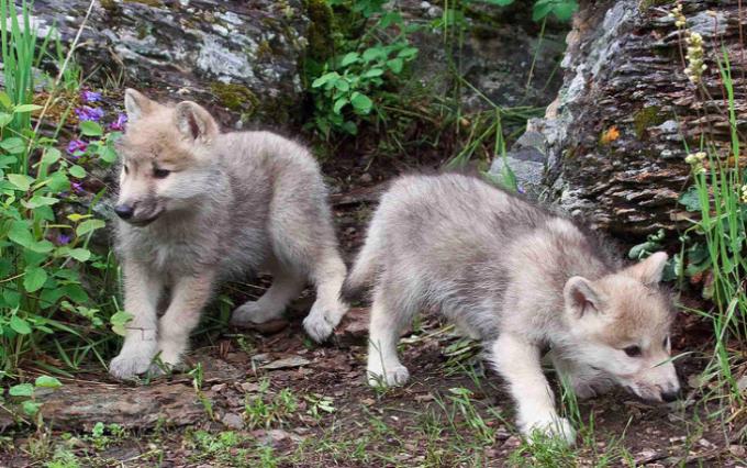 После гибели волчицы овдовевший волк начал сам заботиться о 5 маленьких волчатах