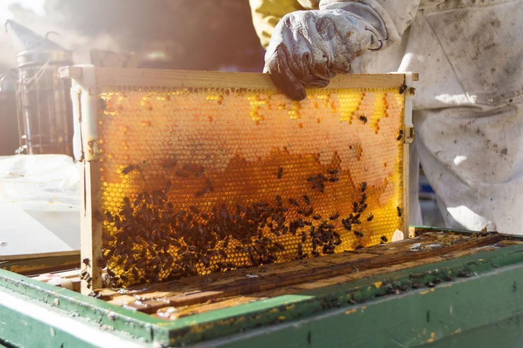 Дети и мёд: как правильно выбрать, в чём польза и как уберечься от укусов пчёл