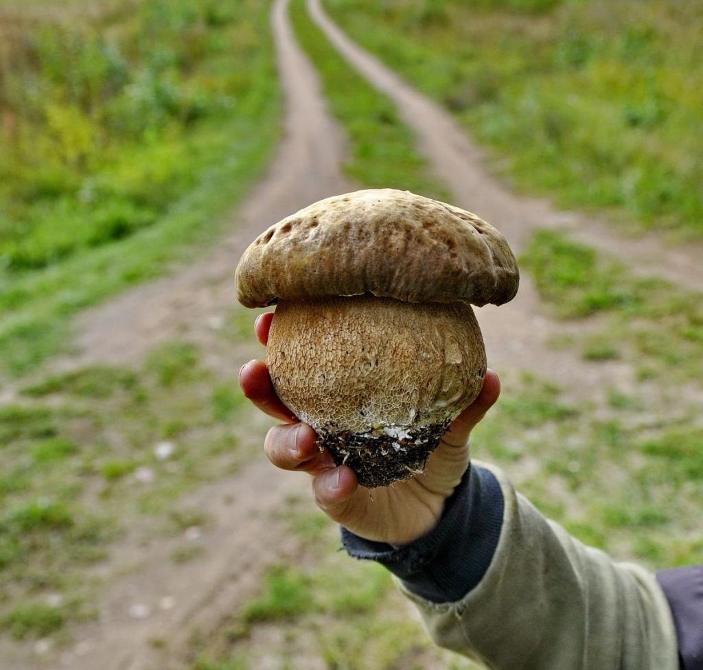 Как не съесть поганку: по грибы всей семьёй