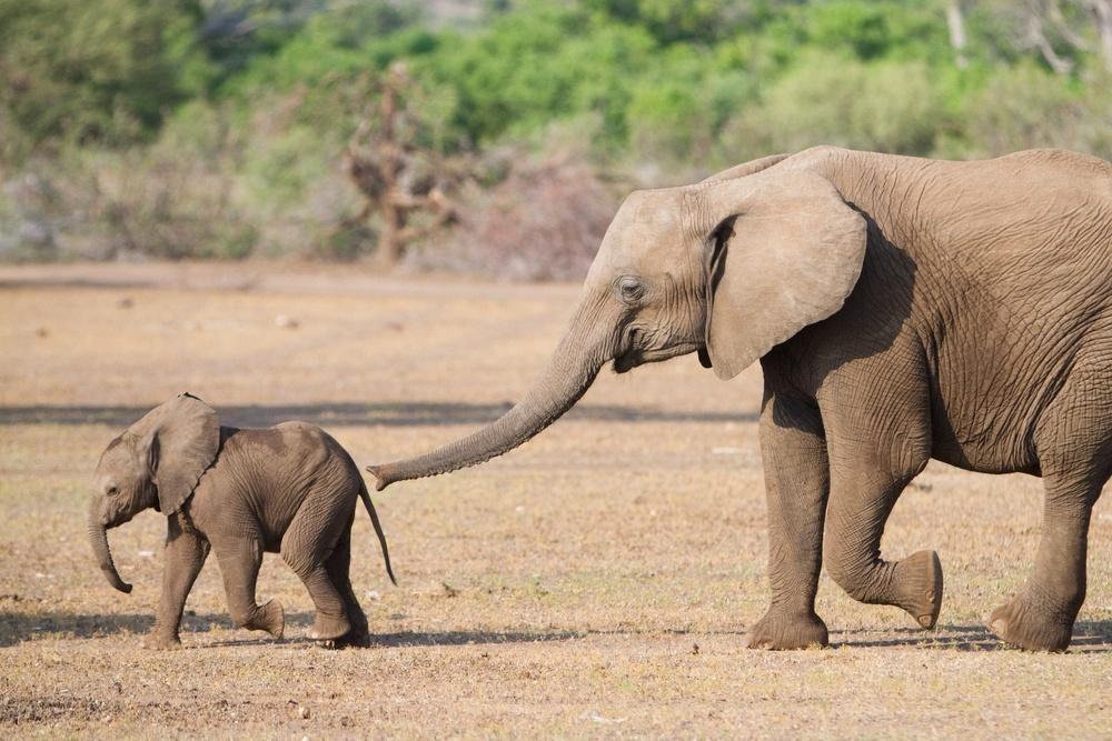 Cемья по-слоновьи: они любят, дружат и ходят в гости