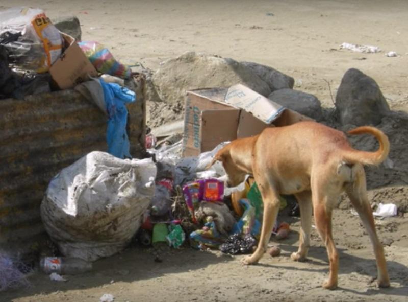 В Бразилии собака спасла новорожденного, которого мать выкинула в мусорку