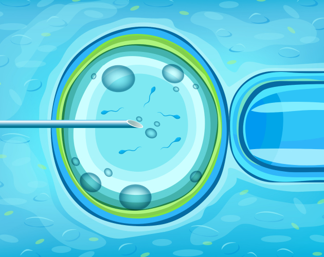 Как понять, что эмбрион прикрепился к матке