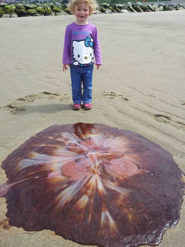Малышка пошла на пляж и увидела огромное морское чудовище. По крайней мере, по сравнению с ней