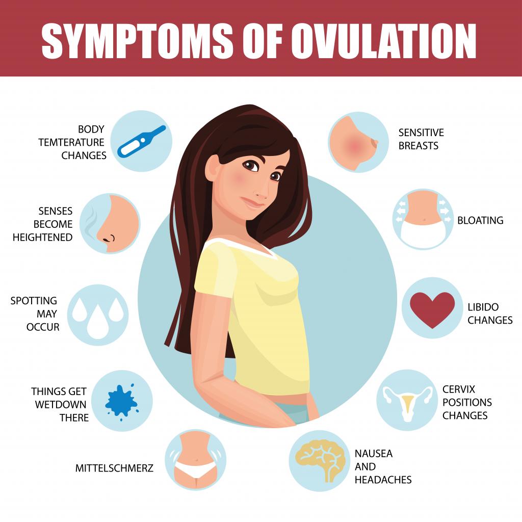 Признаки овуляции у женщины
