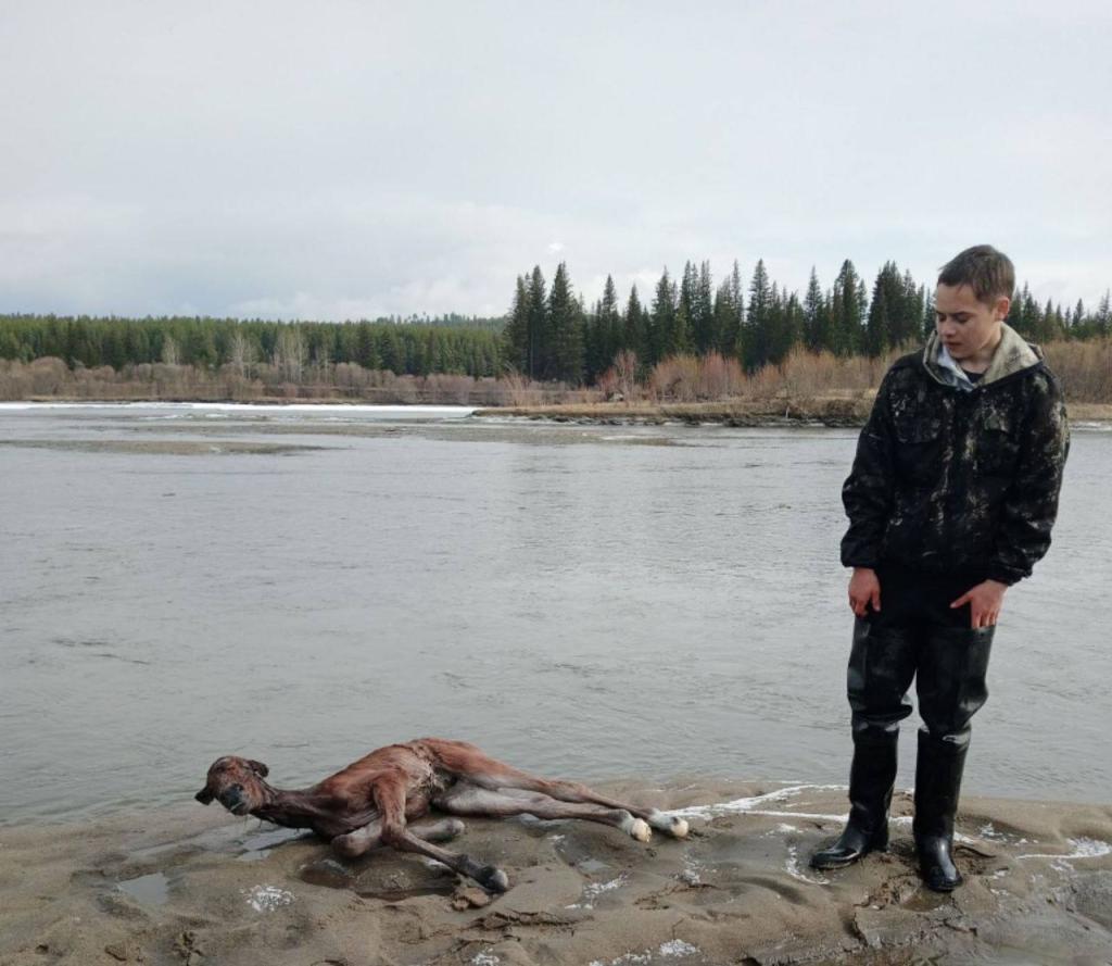 В Бурятии 15-летний мальчик спас тонущего жеребенка