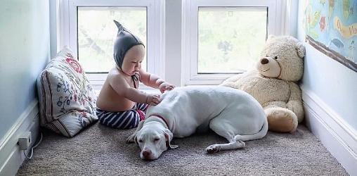 Трогательная история дружбы малыша и собаки из приюта
