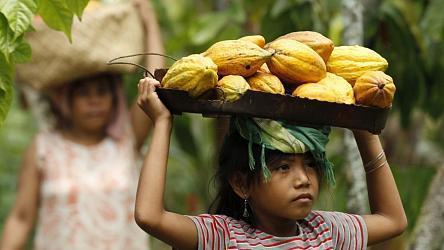 Суд США: Nestle эксплуатирует детей-рабов на плантациях какао