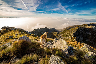 Туристы три километра несли бездумную собаку по горам на руках, чтобы спасти её