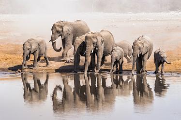 Cемья по-слоновьи: они любят, дружат и ходят в гости