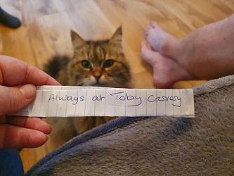 Хозяйка не знала, где гуляет её кошка, пока животное однажды не пришло с запиской  